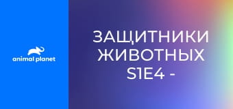 Защитники животных S1E4 - Спасительный дрон