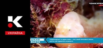 Цікаві факти.