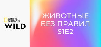 Животные без правил S1E2 - Шок и трепет