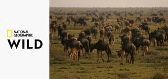 Быстроногая королева Серенгети