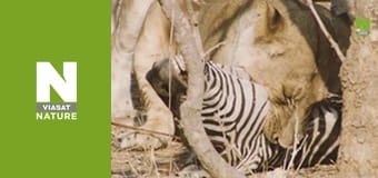 Hot Life: Africa - The Lion's Driest Savannah