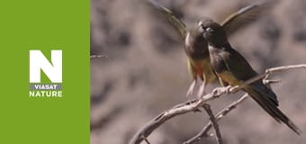 Дикі борці - Боротьба за кохання Дикі борці - Боротьба за кохання