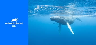 Удивительный мир животных S1E20