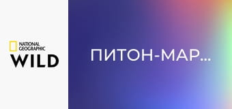 Питон-марафон