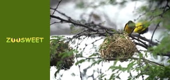 Дикі тварини Сан-Дієго - серія 20