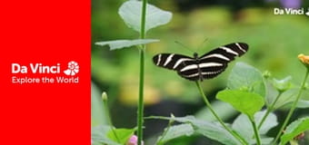 Do You Know? - Butterfly and Wallpaper Do You Know? - Butterfly and Wallpaper