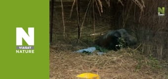 Рятувальники тварин у Малаві - Сезон 2 - Прогулянки з панголіном Рятувальники тварин у Малаві - Сезон 2 - Прогулянки з панголіном