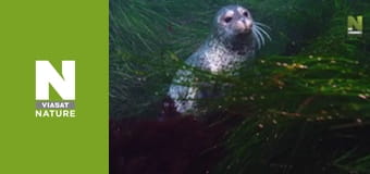 Эволюция - Лечение