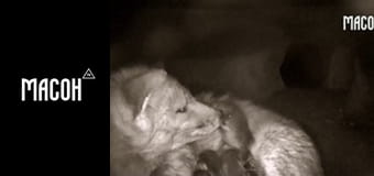 Знайомство з дикою природою. Руді лисиці. Знайомство з дикою природою. Руді лисиці.