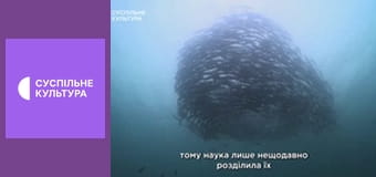 Д/с "Мир дикой природы. Дикие животные". "Открытый океан".