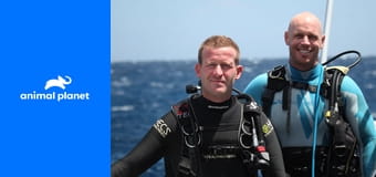 Возвращение на остров акул