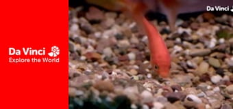 Do You Know? - Fish Tank and Bath Do You Know? - Fish Tank and Bath