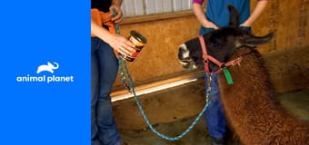 Доктор Джефф. Ветеринар Рокки Маунтин S2E7 - Нежная забота