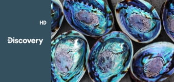 Войны за моллюсков S4E1