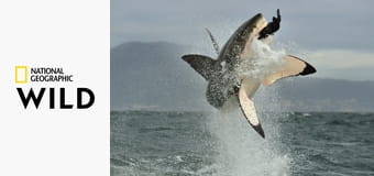 Животные-убийцы