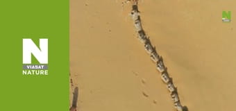 Lost Beasts: Unearthed - Secrets of the Terror Whale