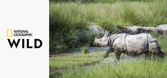 Африканские речные титаны