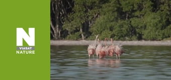 Дикие борцы - Борьба за любовь