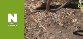 Aussie Snake Wranglers - Snake Invasion