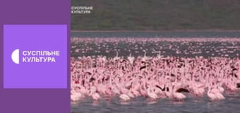 Дмитро та Назарій Яремчуки. Концерт.