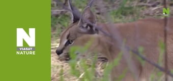 Hot Life: Africa - Caracal, The Bush on Fire