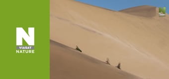 Эволюция - Движение