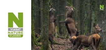 Дикая Бельгия - Жизнь в тени