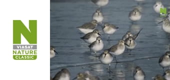 Дика Бельгія - Життя у тіні