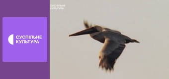 Д/с "Світ дикої природи. Дикі тварини". "Володарі неба".