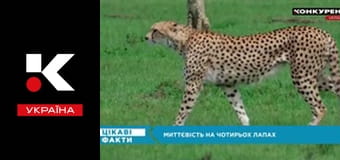 Цікаві факти.