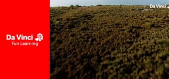 Siyaya - Come Wild With Us - Cliffhanger