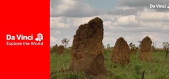 Бунтівні тварини - Личинки жуків активізуються вночі