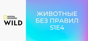 Животные без правил S1E4 - Хотите верьте, хотите – нет