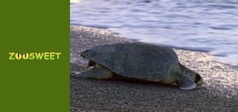 Мои друзья животные. Малыши - серия 21