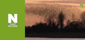 Birds - Living Together