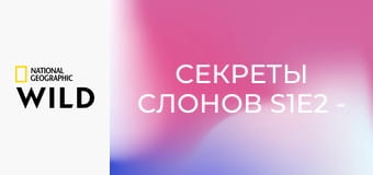 Секреты слонов S1E2 - Саванна
