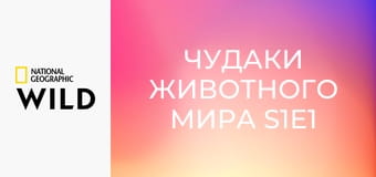 Чудаки животного мира S1E1 - Обезьяны носачи