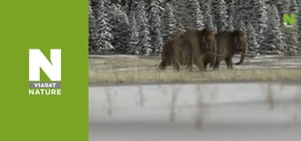 У пошуках загублених звірів - Таємниці гігантських мамонтів