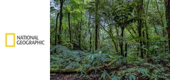 Затерянные в джунглях E1