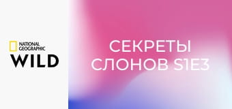 Секреты слонов S1E3