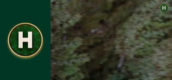 Латиноамериканський check-in