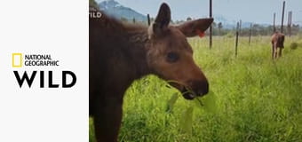 Спасение животных на Аляске: Сборник "Выжившие размером с пинту" S7E1