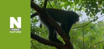 Malawi Wildlife Rescue - Crocodile Capers Malawi Wildlife Rescue - Crocodile Capers