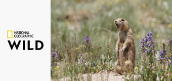 Поместье луговой собачки S1E8 - Возвращение домой