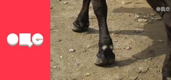 Особенности национальной работы, 4 сезон, 42 эп.