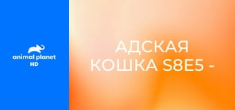 Адская кошка S8E5 - Большой кошачий переезд