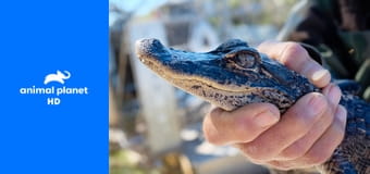 Полиция Майами: отдел по защите животных S16E3 - Зверинец в Майами