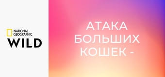 Атака больших кошек - Атака больших кошек