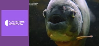 Д/с "Дикі хижаки". "Тропічні дощові ліси".