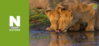 Massive Africa - Okavango Swamps